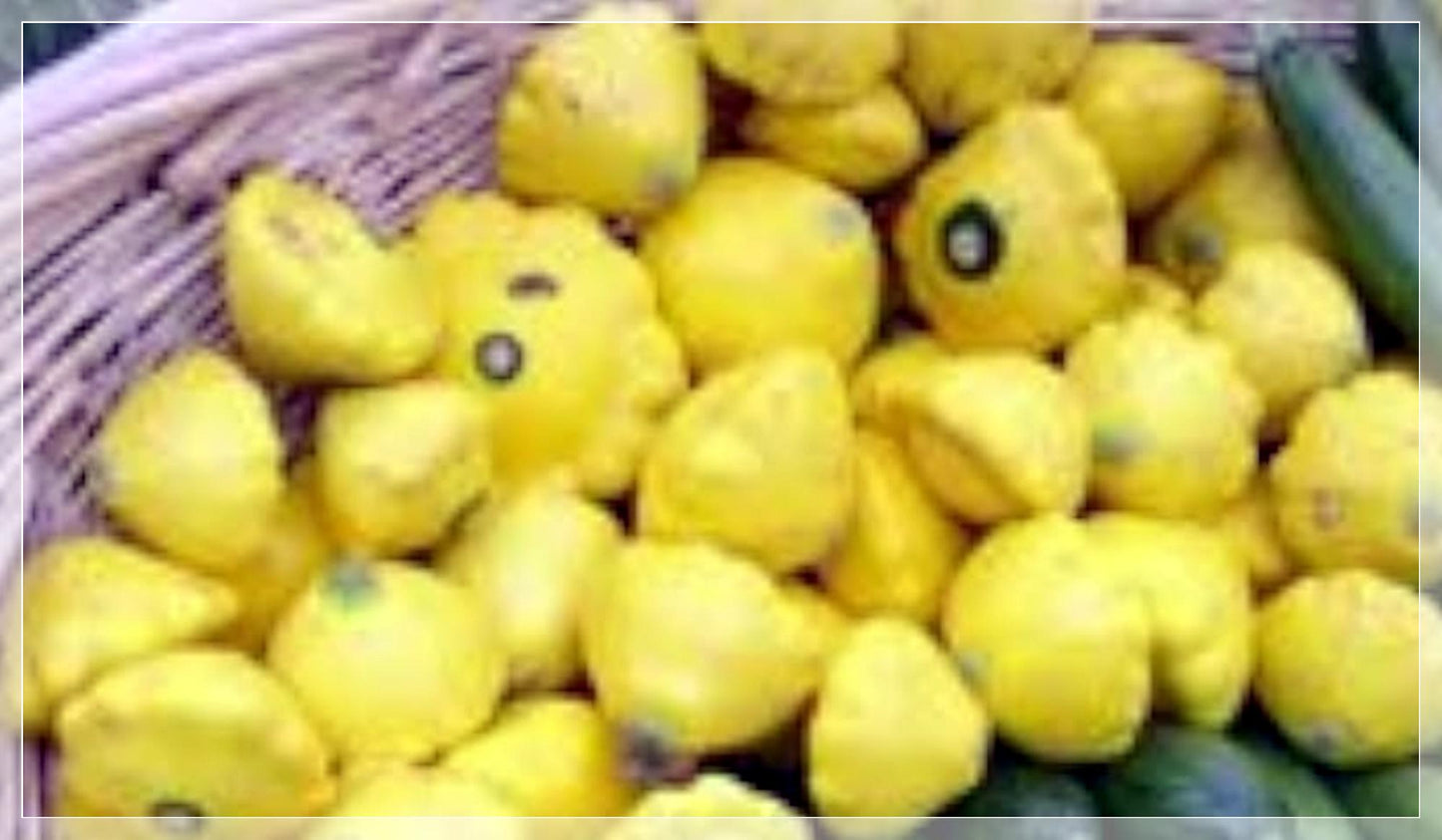5 Seeds Yellow Bush Scallop Summer Squash Seeds, Pattypan, Vegetable, Natural, Non GMO, Heirloom