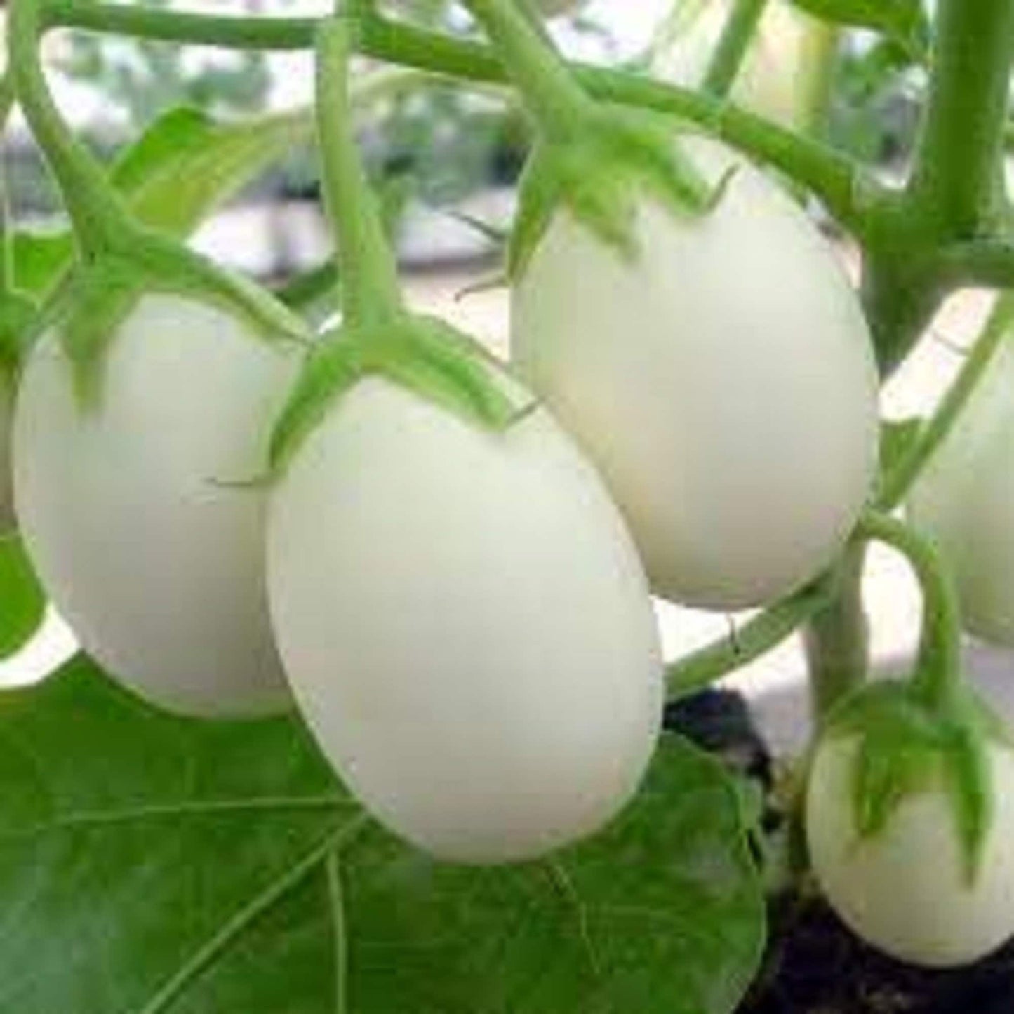 50 Seeds White Eggplant Seeds, Thai Round Eggplant Natural, Non GMO, Heirloom