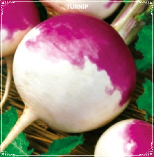 1000 Seeds Turnip Seed, Shogoin Radish, Natural, Non GMO, Heirloom, Easy To Grow