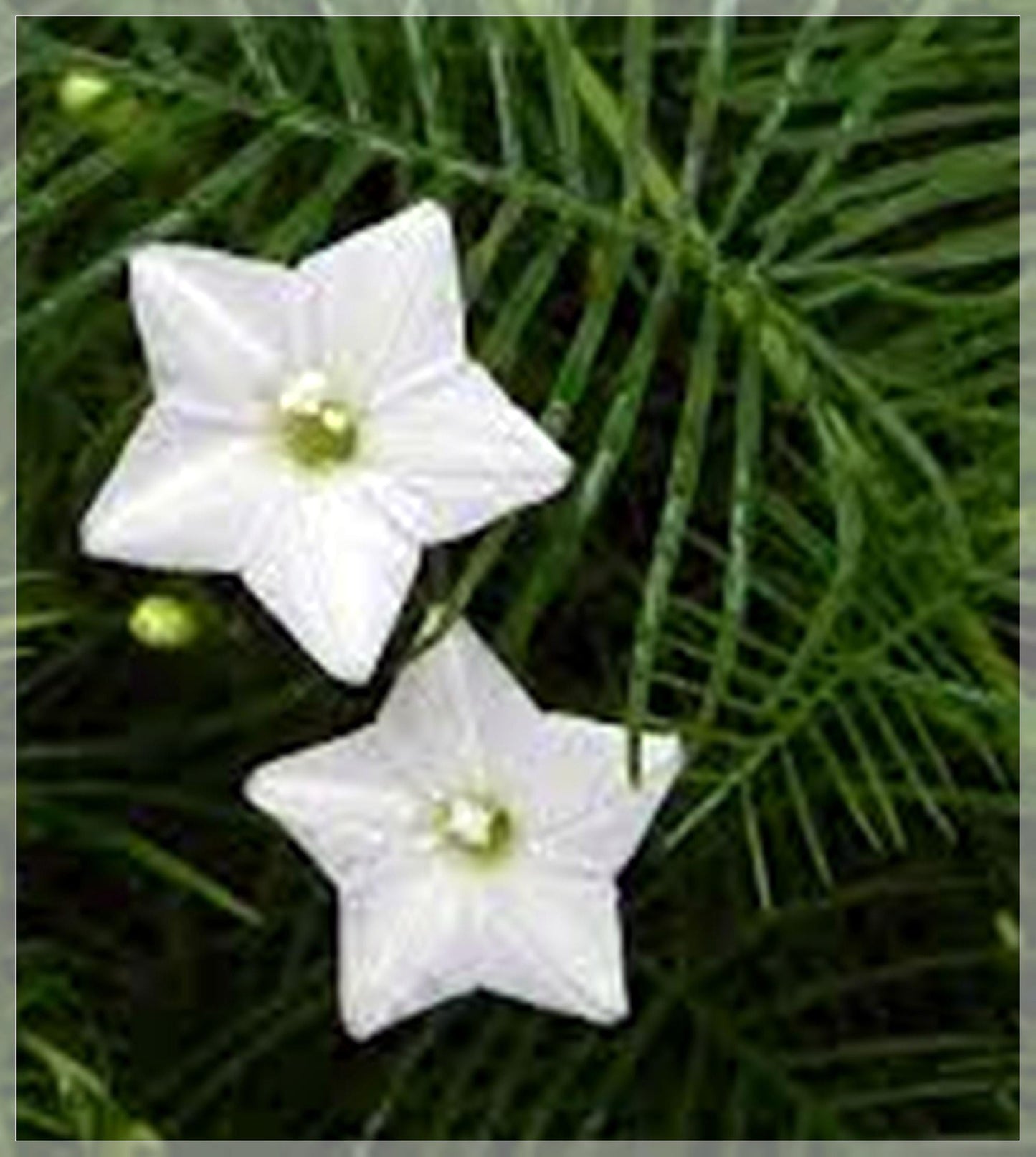 10 Seeds White Cypress Vine, Ipomoea Quamoclit, Cardinal Climber