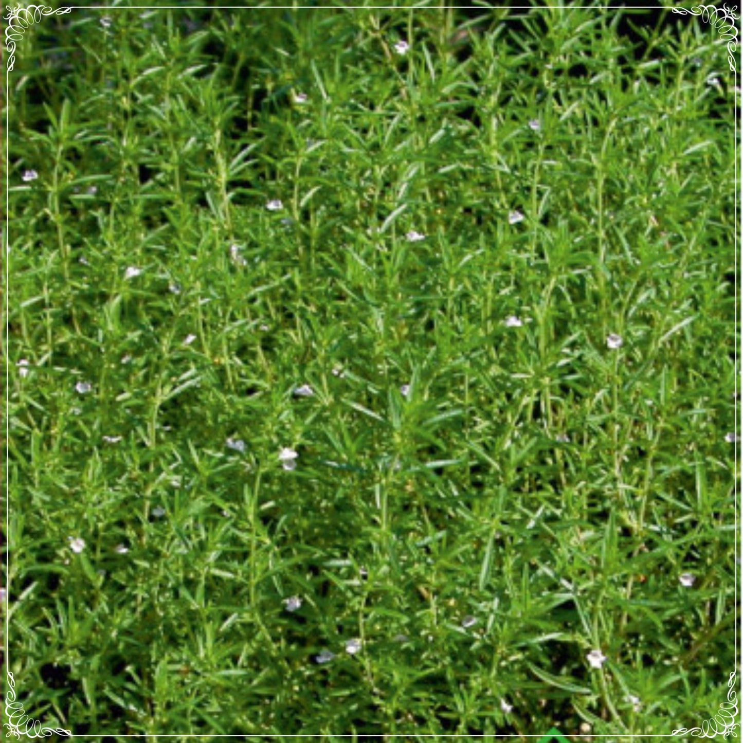 500+ Seeds Thyme Seeds, Natural Mediterranean Oregano, Spreading, Creeping