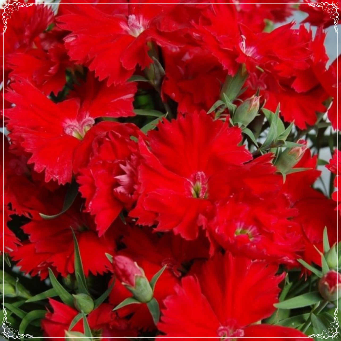 25 Seeds Dianthus Heddewigii Bravo Carnation Flower Seed, Dianthus, Natural, Non GMO, Heirloom