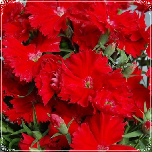 25 Seeds Dianthus Heddewigii Bravo Carnation Flower Seed, Dianthus, Natural, Non GMO, Heirloom