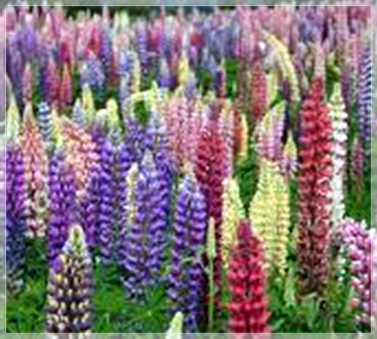 10 Seeds Mixed Lupine Flower, Natural, Non GMO, Heirloom, Easy To Grow