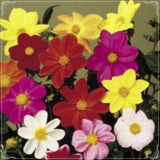 20 Seeds Mixed Dwarf Mignon Dahlia Flower Seeds, Natural, Non GMO, Heirloom