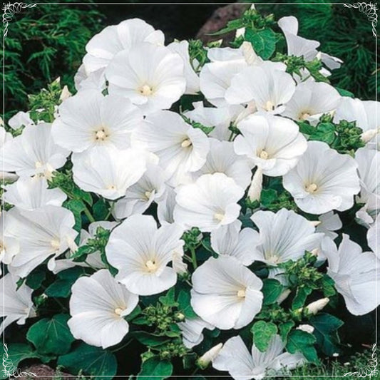 15 Seeds Lavatera Trimestris Regis, Pure White Cotton Flower, Rose Mallow Seed, Natural, Non GMO, Heirloom