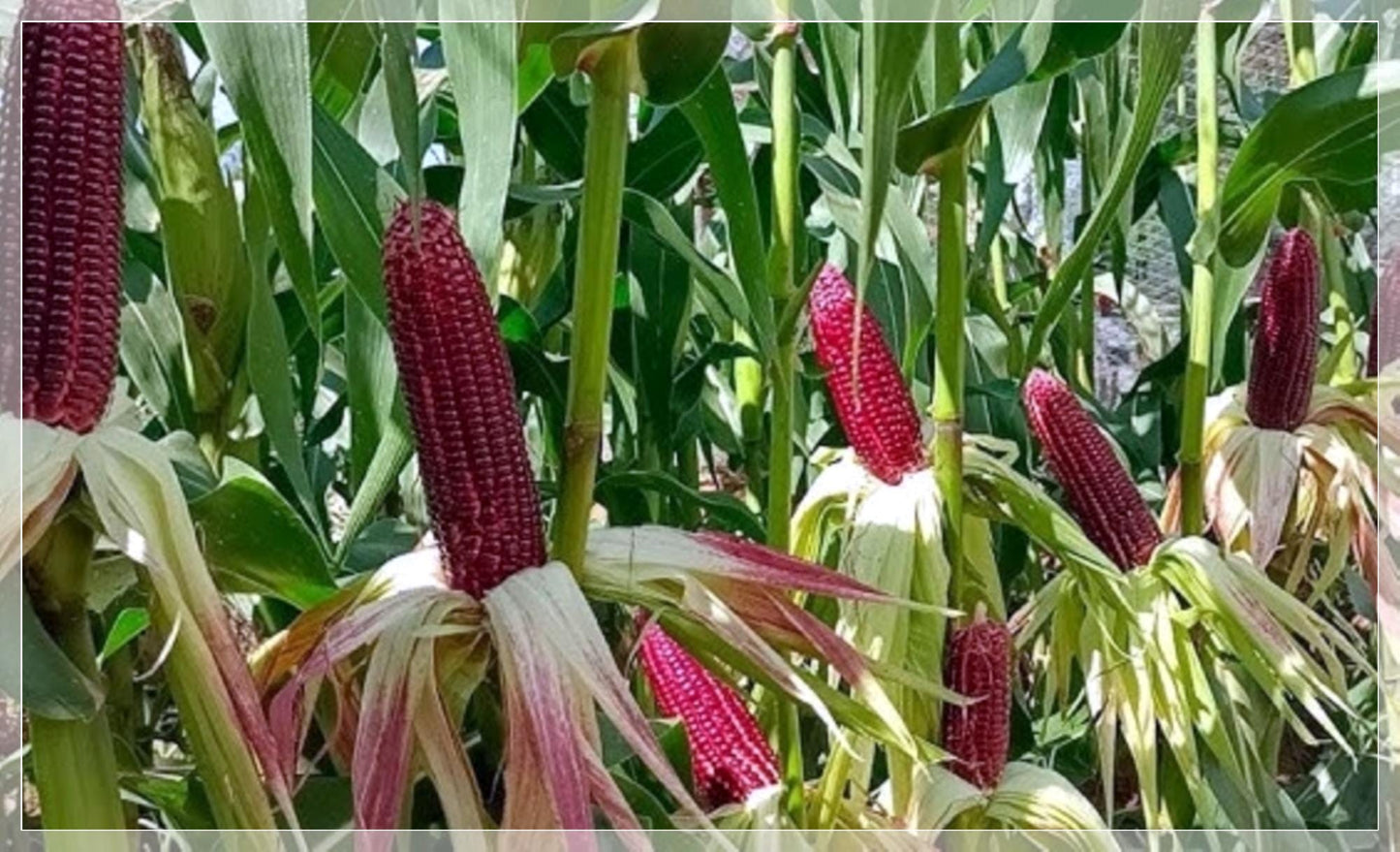 5 Seeds Sweet Purple Ruby Corn Seeds, F1 Thai Sweet Corn, Zea mays, Non GMO