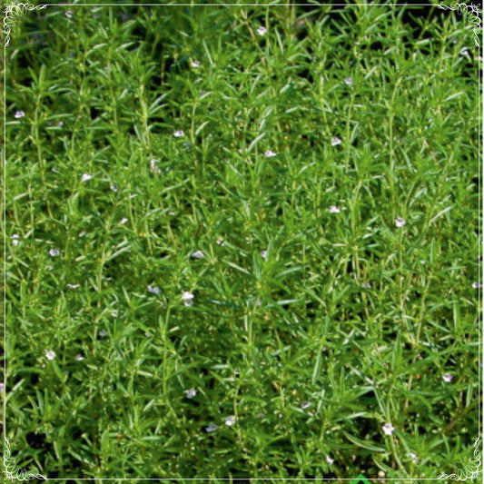 250 Seeds Natural Mediterranean Thyme Seeds, Oregano, Aromatic, Natural, Non GMO, Heirloom