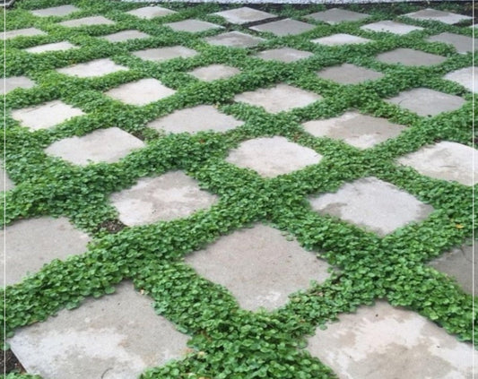 50 Seeds Frost Resistant Dichondra Repens Mouse Ear Seeds