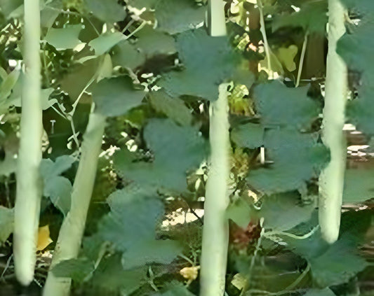 5 Seeds Thai Long Gourd Seeds