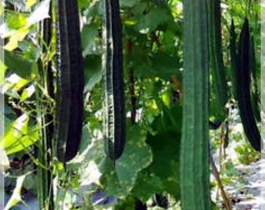 5 Seeds Long Sponge Gourd, Thai Luffa Angled